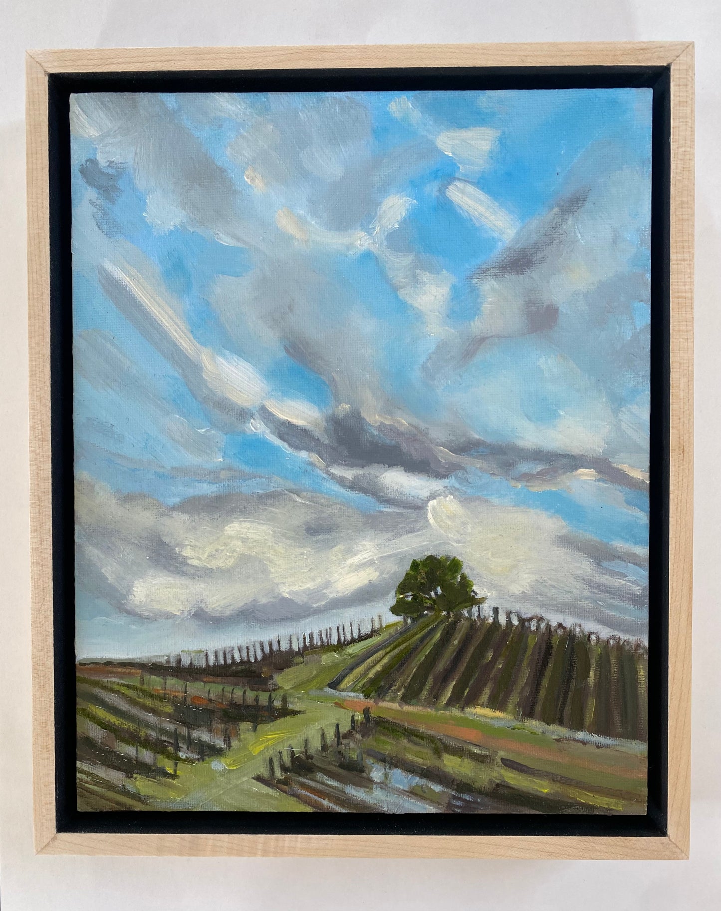 Napa Vines